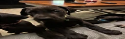 Great Dane dogs for sale: Ready now! Beautiful KC Great Dane puppies  - Advert 11