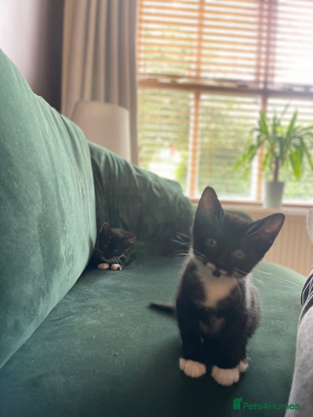 Bengal cats for sale: Bengal Cross Kittens - Image 5