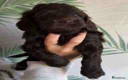 Cavapoo dogs for sale: ✨🌈 Rare Chocolate & Multicoloured Curly Cavapoos - Image 4