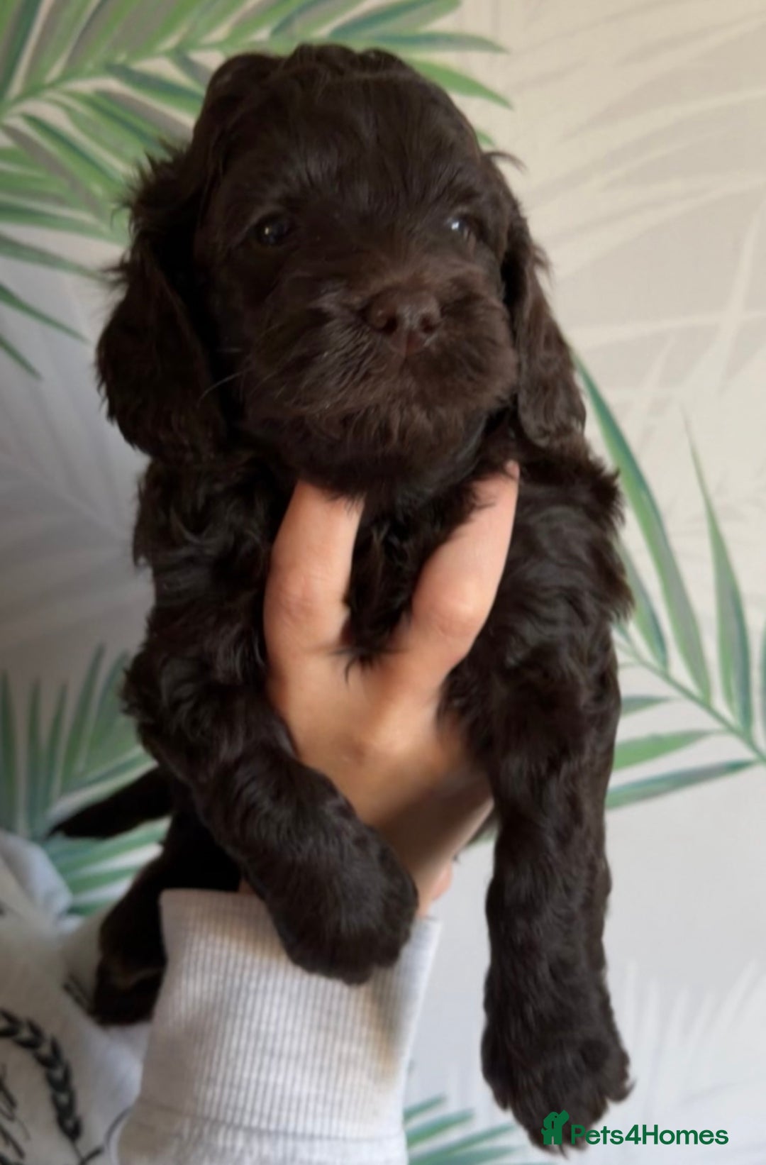 Cavapoo dogs for sale: ✨🌈 Rare Chocolate & Multicoloured Curly Cavapoos - Image 4