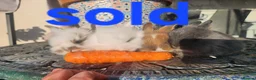 Lionhead rabbits for sale: CUTE BLUE EYES BABY Lionheads double mane. B - Advert 1
