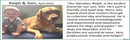 Labrador Retriever dogs for sale: Red Fox Labs : Health Checked-KC Reg,FTCH Pedigree - Advert 18