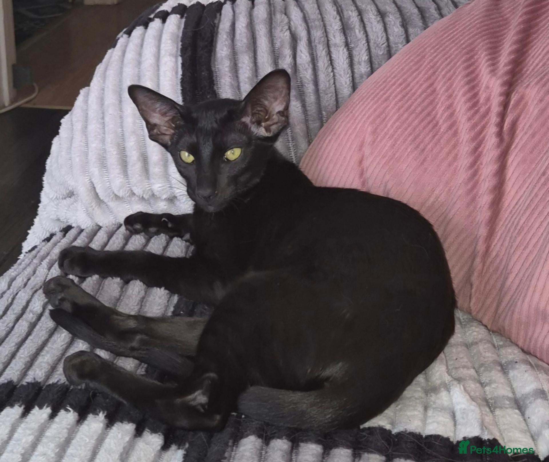 Oriental cats for sale: Stunning black oriental  - Advert 1