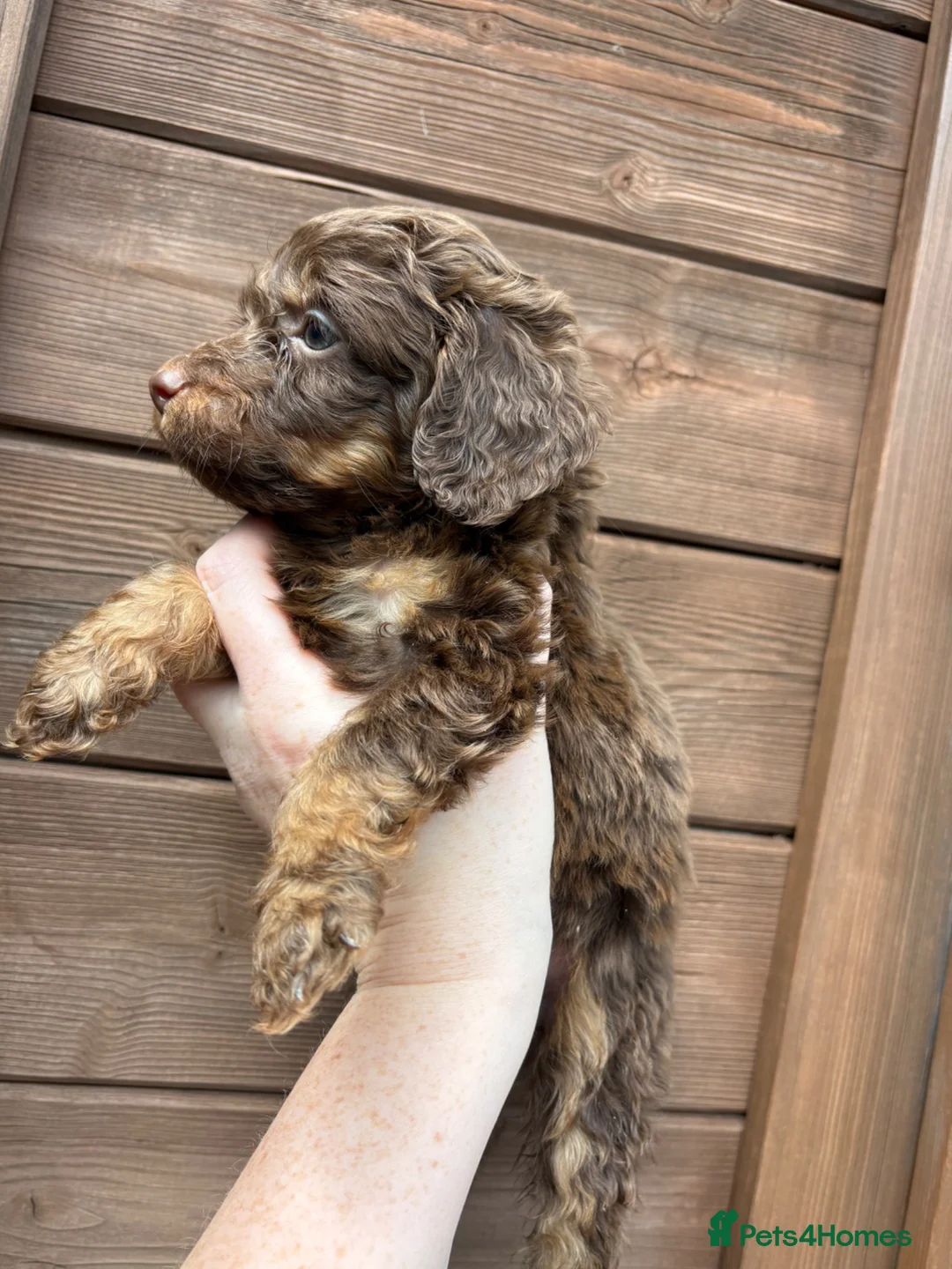Cockapoo dogs for sale:  F1 Cockapoo Puppy  🧡READY NOW❤️ - Advert 14