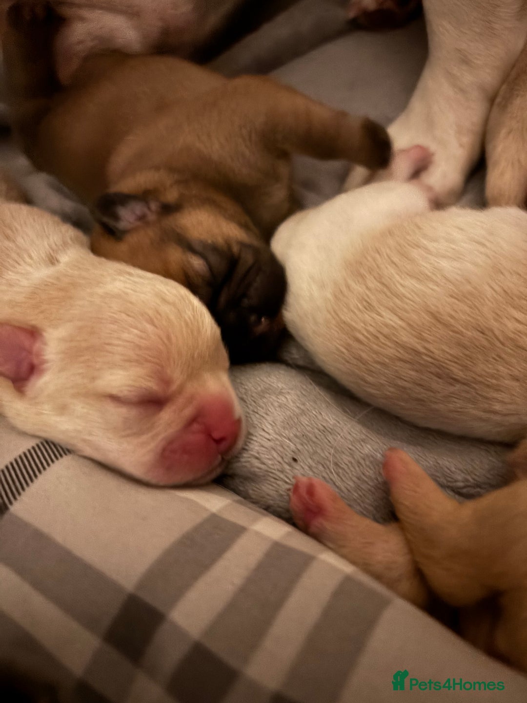 Mixed Breed dogs for sale: Floodles - Advert 3