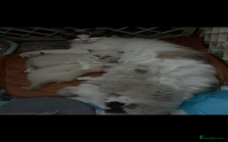 Persian cats for sale: Persian x ragdoll  - Image 11
