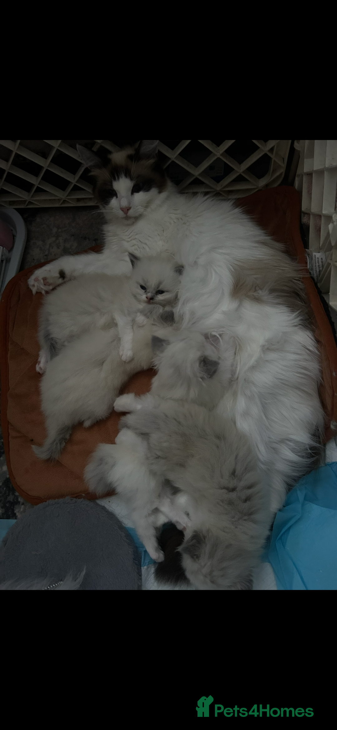 Persian cats for sale: Persian x ragdoll  - Image 11