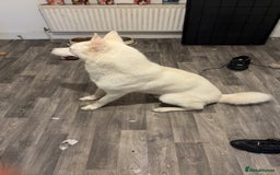 Siberian Husky dogs for sale: Beautiful husky white coat blue eyes  - Image 4