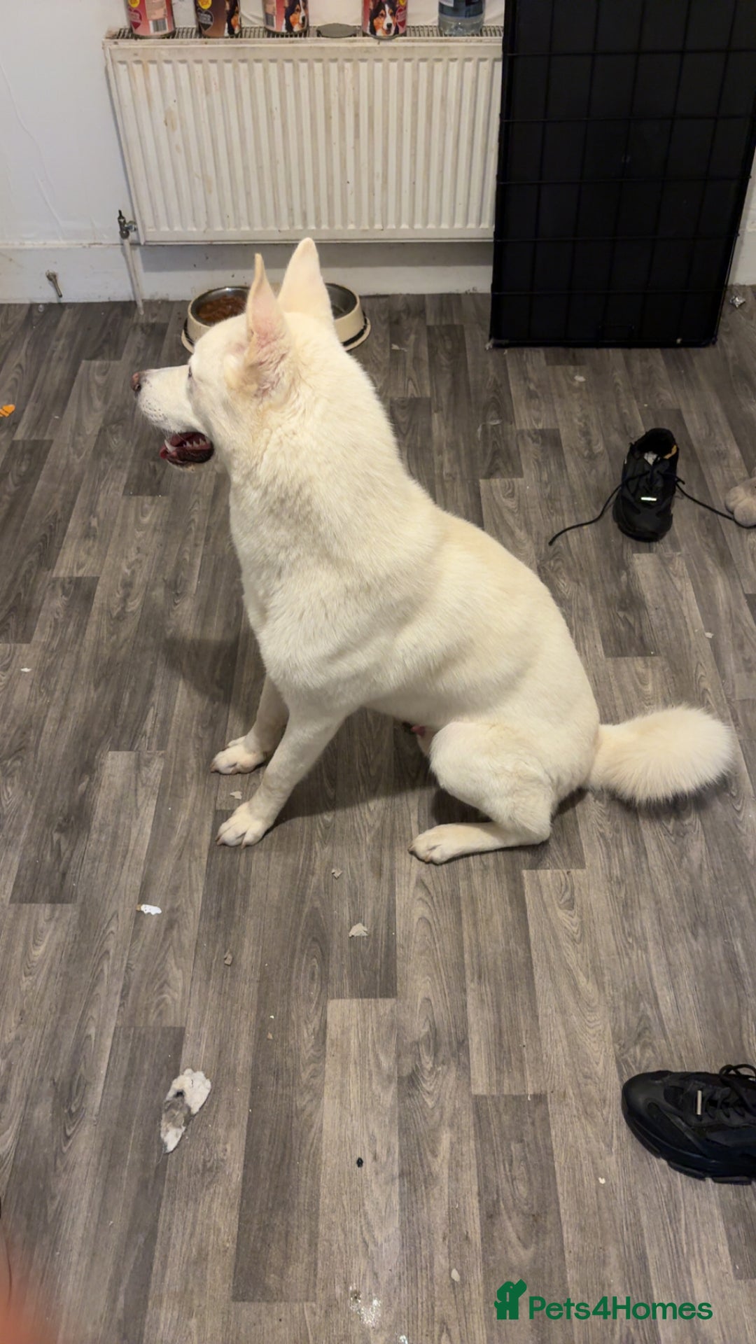 Siberian Husky dogs for sale: Beautiful husky white coat blue eyes  - Image 4