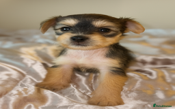 Chinese Crested dogs for sale: Pure Chinese crested puppies - Image 3