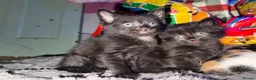 Mixed Breed cats for sale: Mix breed kittens - Advert 5