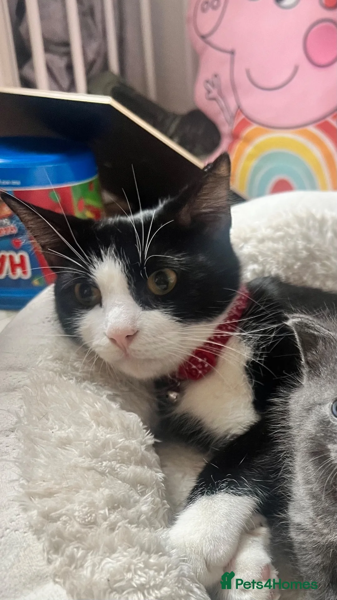 Mixed Breed cats for sale: 5 Gorgeous Kittens~Ready to be reserved  - Advert 18