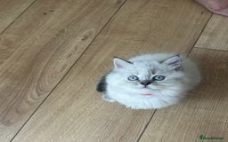 Mixed Breed cats for sale: Sukkar Sukkar Ragdoll x British short hair mix - Image 3
