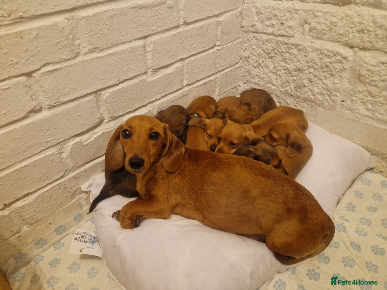 Miniature Dachshund dogs beautiful miniature dachshund puppies - Advert 4