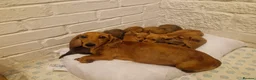 Miniature Dachshund dogs for sale: beautiful miniature dachshund puppies - Advert 1