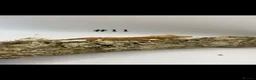 Gecko reptiles for sale: NEW Adult + Juvenile Crested Geckos + Lilly Whites - Advert 21
