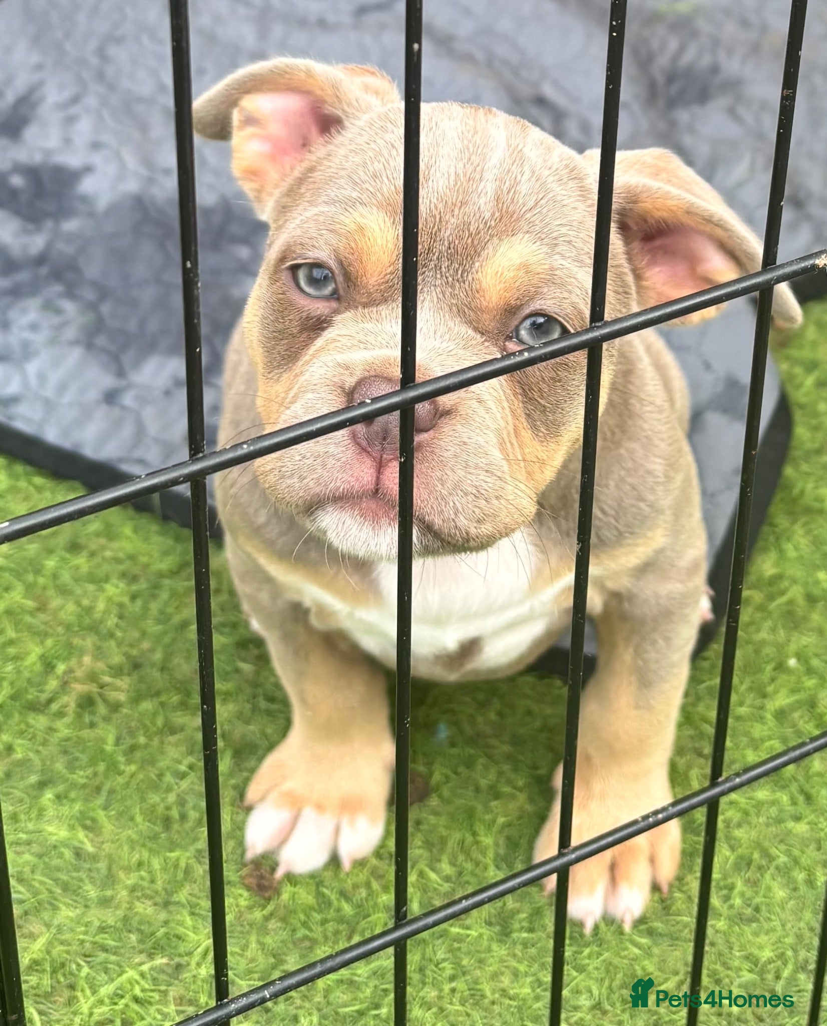Mixed Breed dogs French bulldog X Pocket bully READY NOW!! - Advert 1