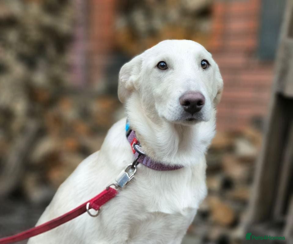 Mixed Breed dogs 💙MOROZKO💙 9 MONTHS -WELL BEHAVED-VERY FRIENDLY - Advert 1