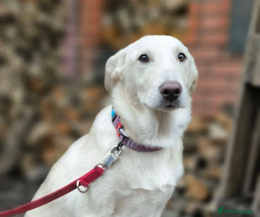 Mixed Breed dogs for adoption: 💙MOROZKO💙 9 MONTHS -WELL BEHAVED-VERY FRIENDLY in Ipswich - Advert 1