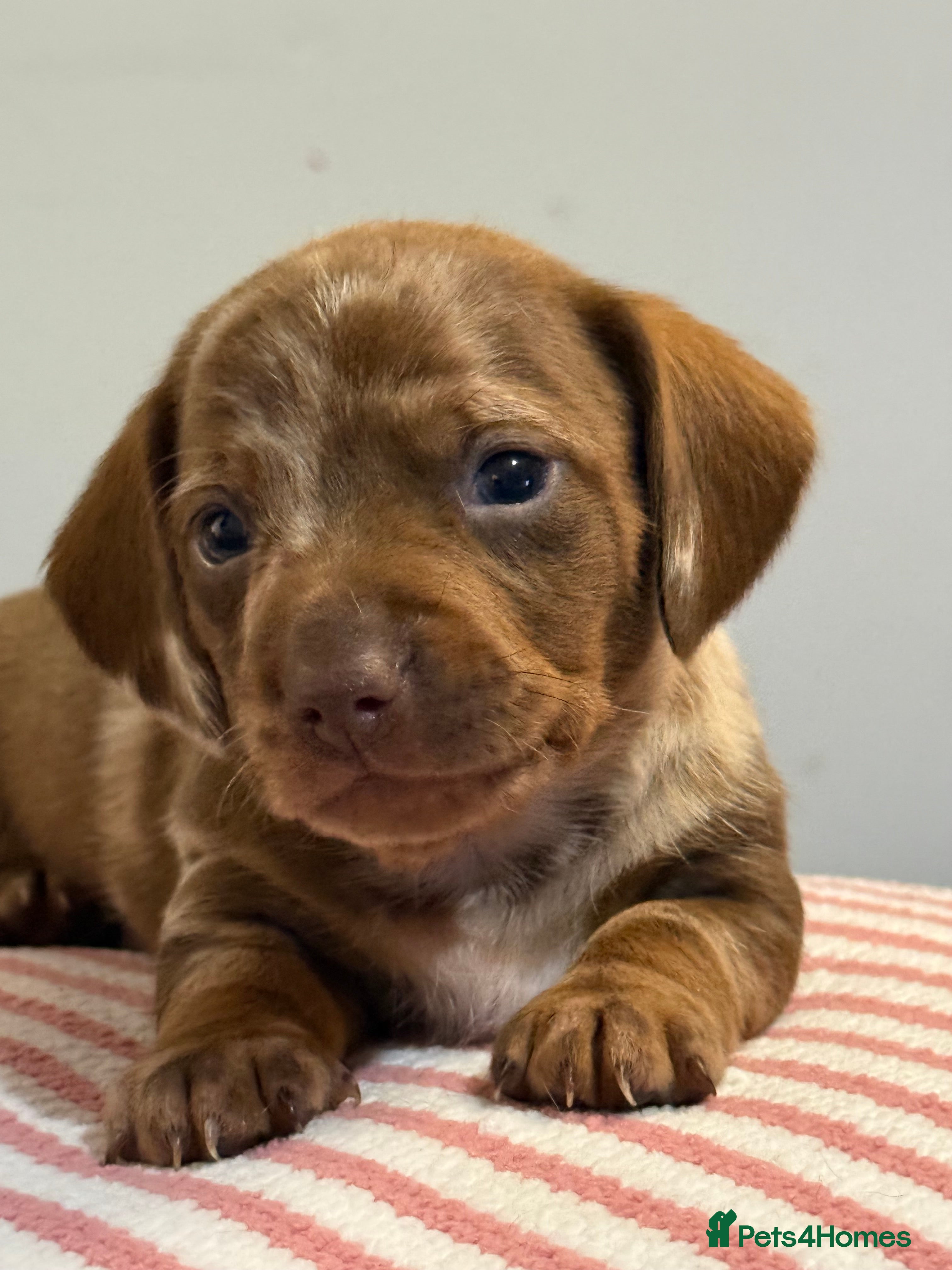 Dachshund dogs Dachshund puppies boys and girls  - Advert 1