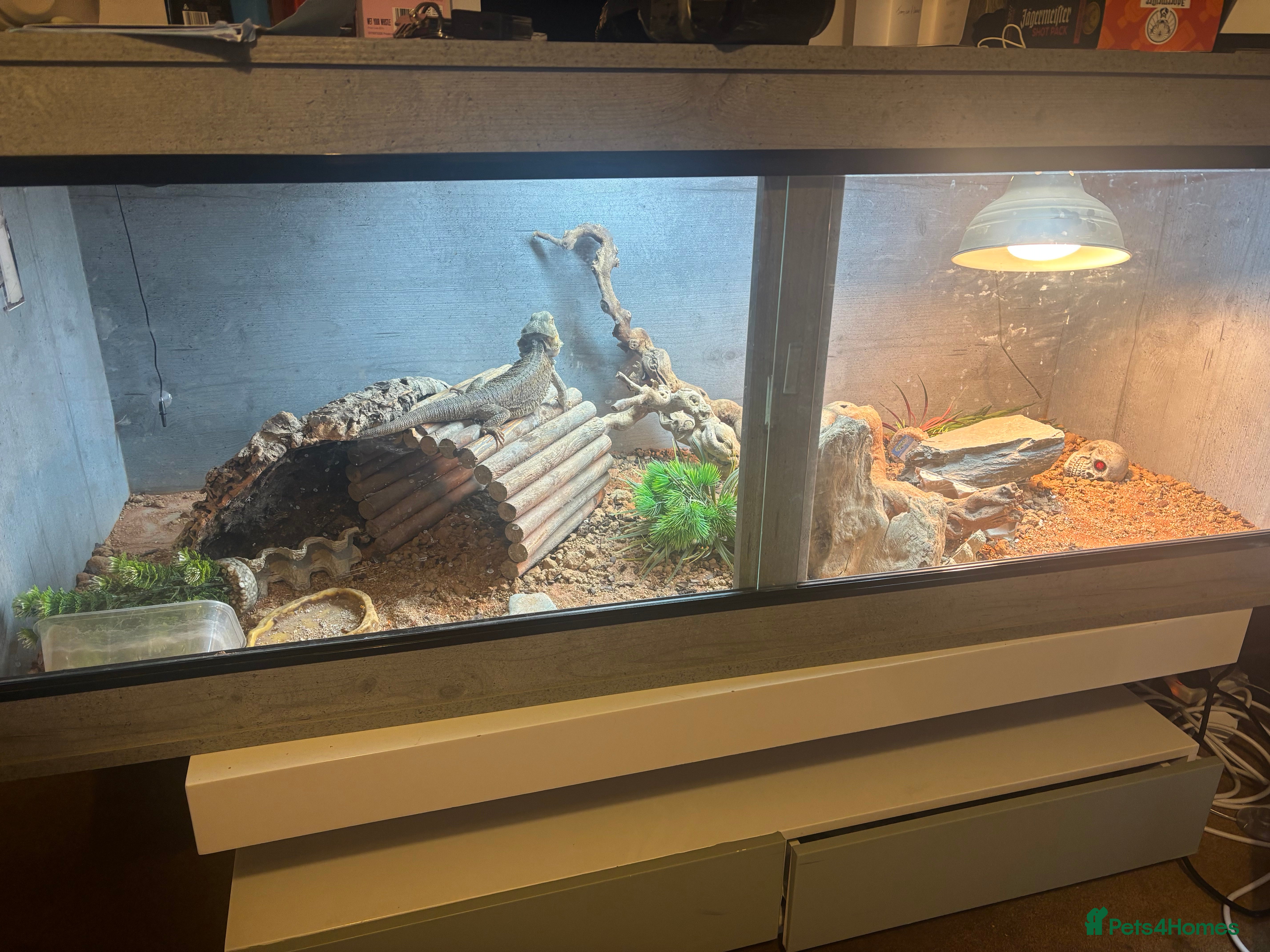 Bearded Dragon reptiles 5ft viv with 2 year old male dragon - Advert 6