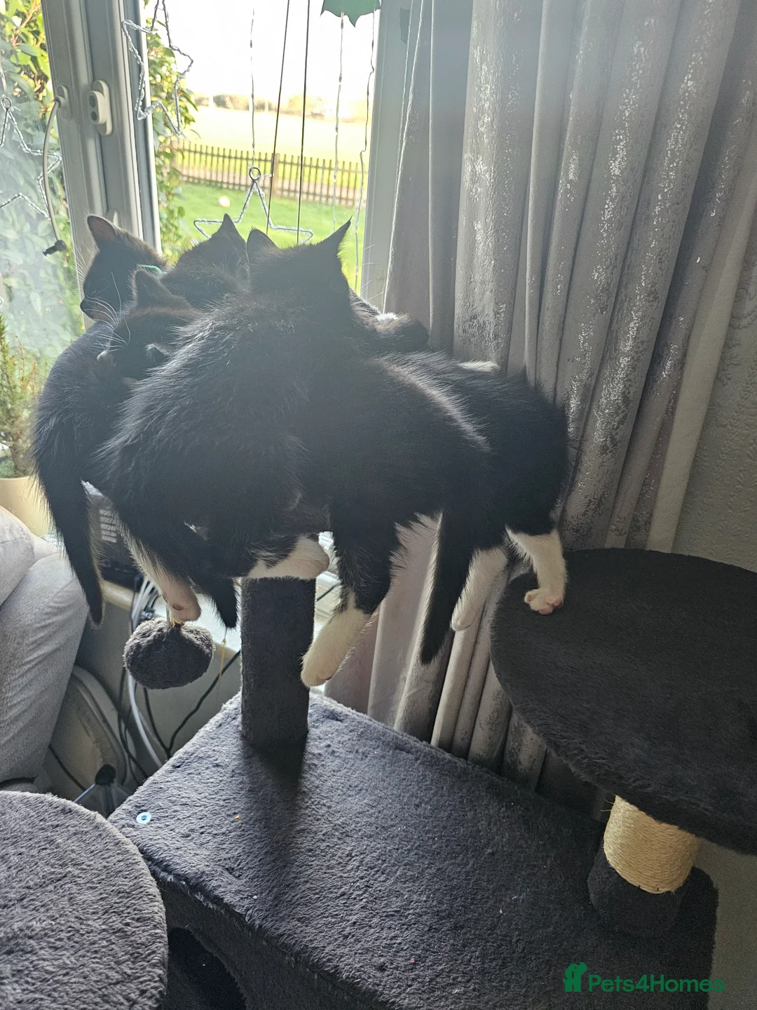 Mixed Breed cats for sale: Beautiful kitten ready now - Advert 4