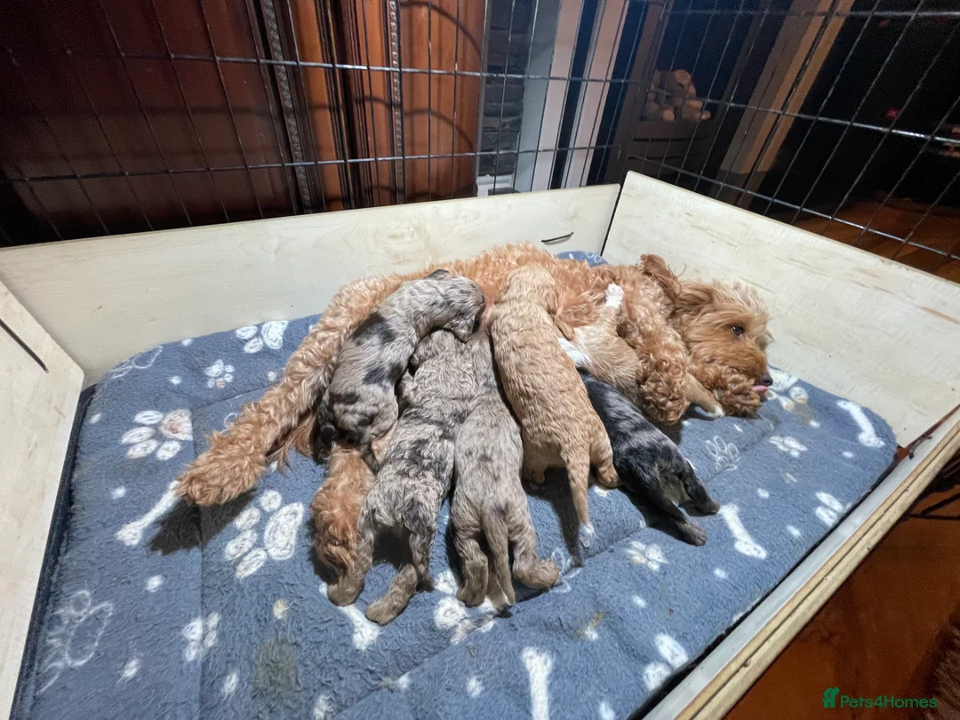 Cockapoo dogs for stud: PROVEN DNA tested Cockapoo Stud-Chocolate Merle in Stafford - Advert 36