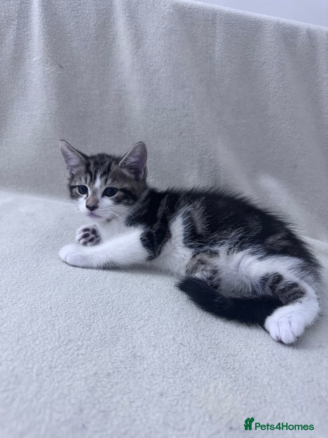 Mixed Breed cats for sale: Cute kittens looking for nice home  - Image 23