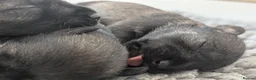 Miniature Schnauzer dogs for sale: Champion Show line Health Tested Puppies - Advert 9