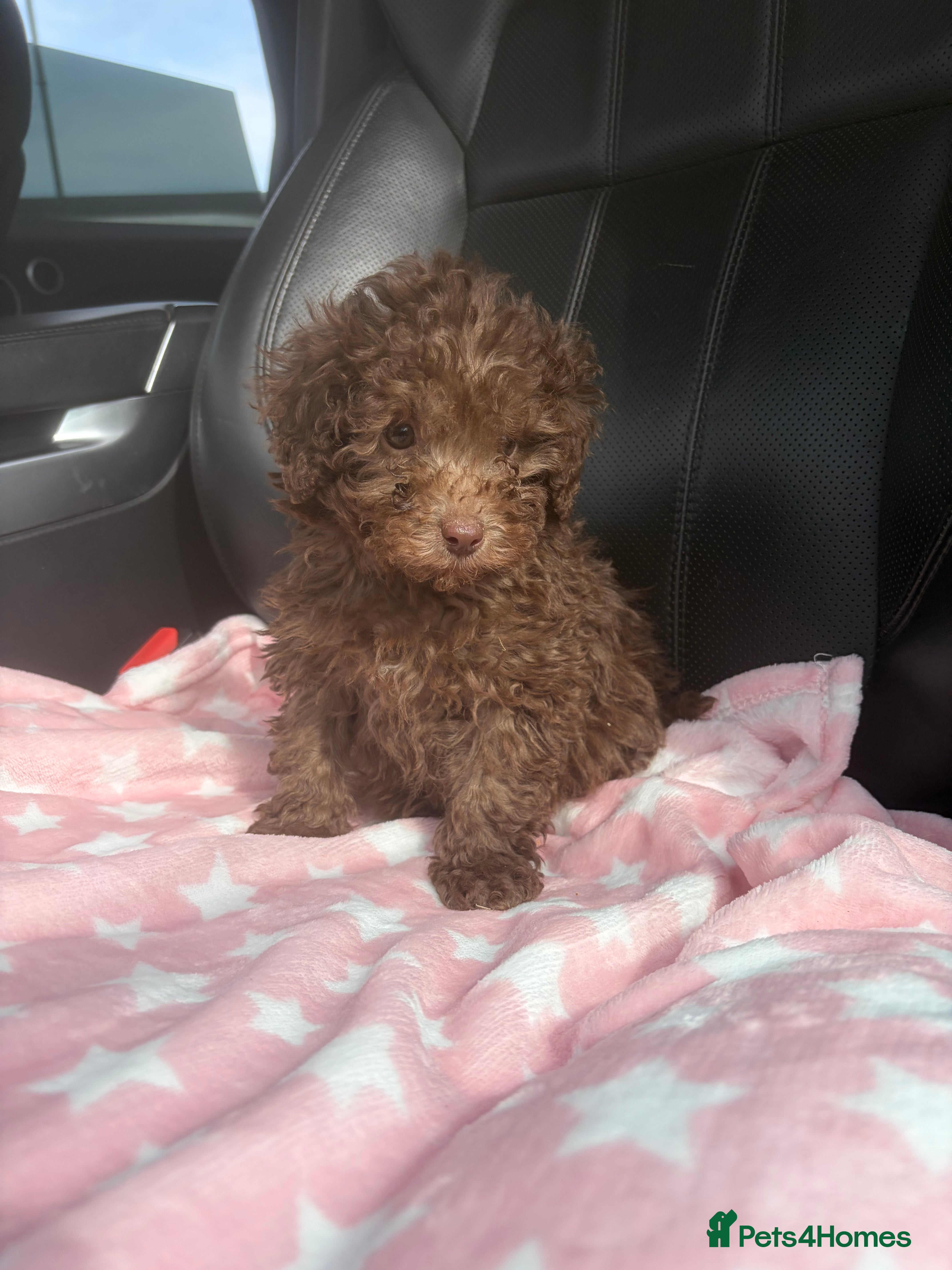 Mixed Breed dogs Unreal toy cross miniature poodles 😍😍 - Advert 1