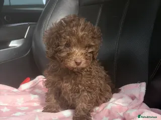 Mixed Breed dogs for sale: Unreal toy cross miniature poodles đđ - Advert 2