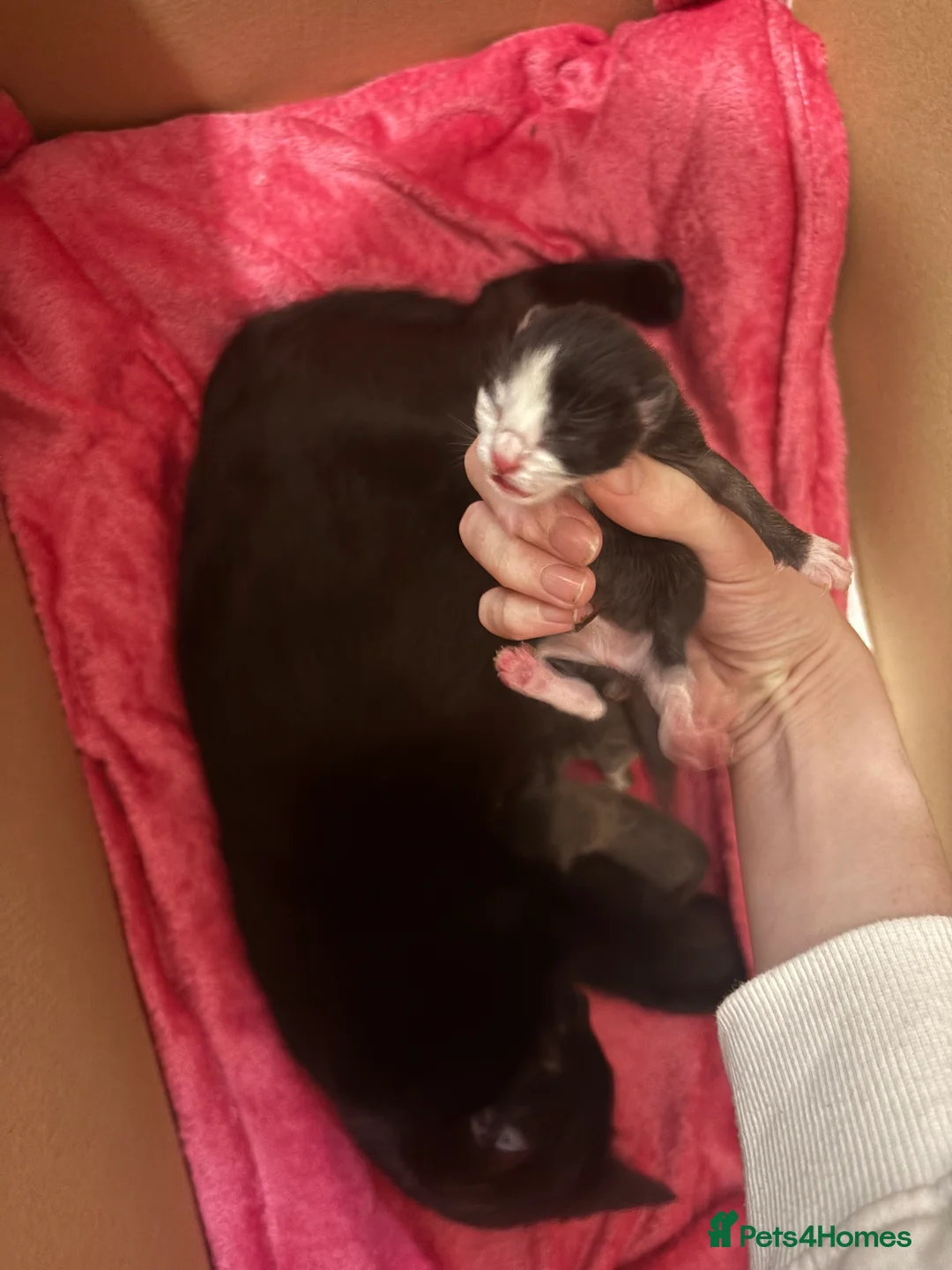 Ragdoll cats for sale: 5 beautiful Ragdoll X kittens - Advert 2