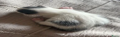 Mixed Breed 2