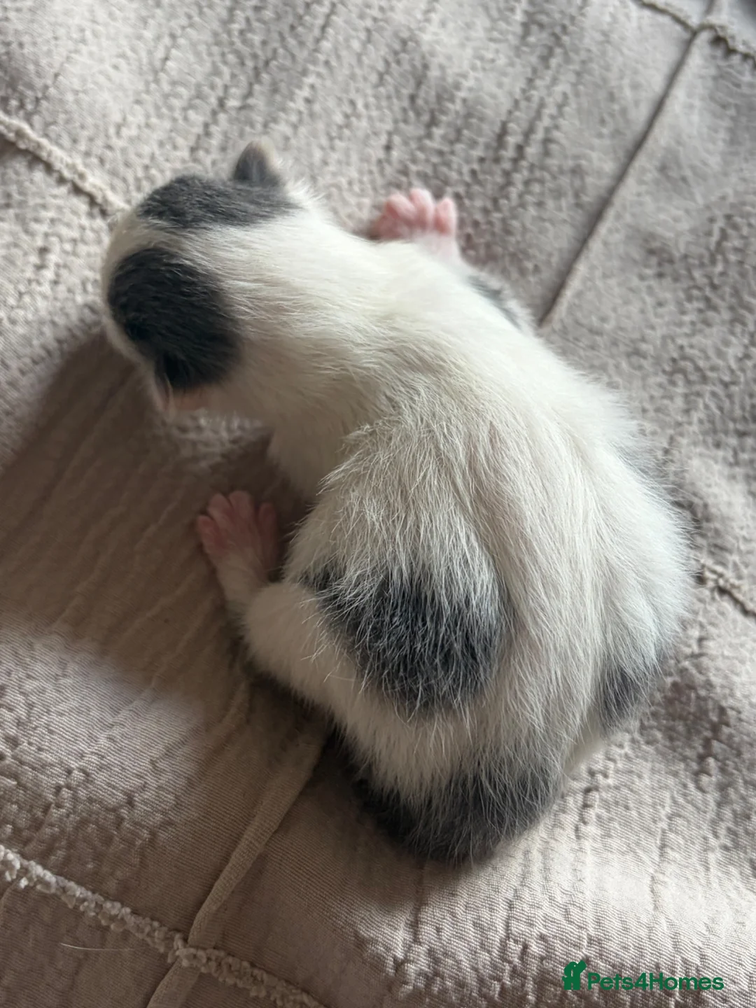 Mixed Breed cats for sale: Ragdoll X kittens for sale  - Advert 2