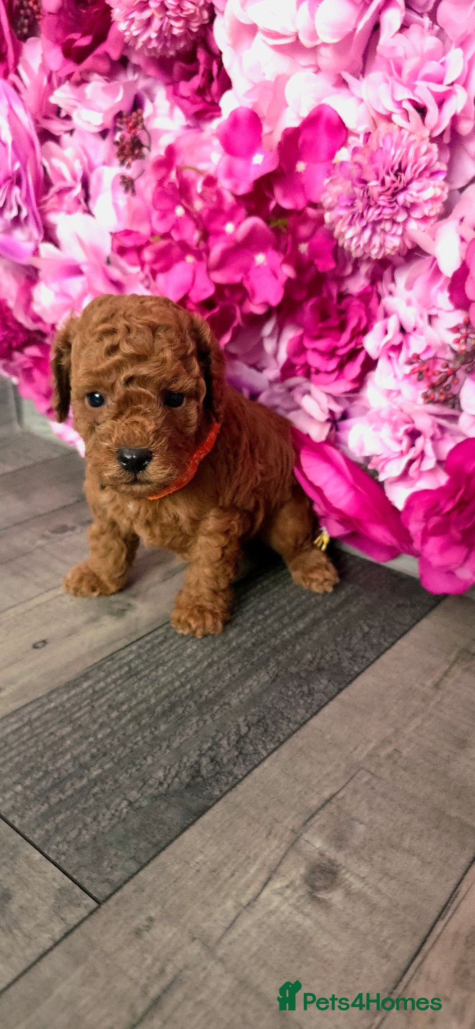 Cavapoo dogs 🌟HEALTH TESTED CAVAPOO F1B - Advert 1
