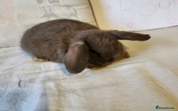 Mini Lop rabbits for sale: Stunning Mini Lop Bucks  - Image 5