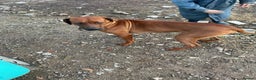Rhodesian Ridgeback dogs for sale: Beautiful Rhodesian Ridgeback pups - Advert 3