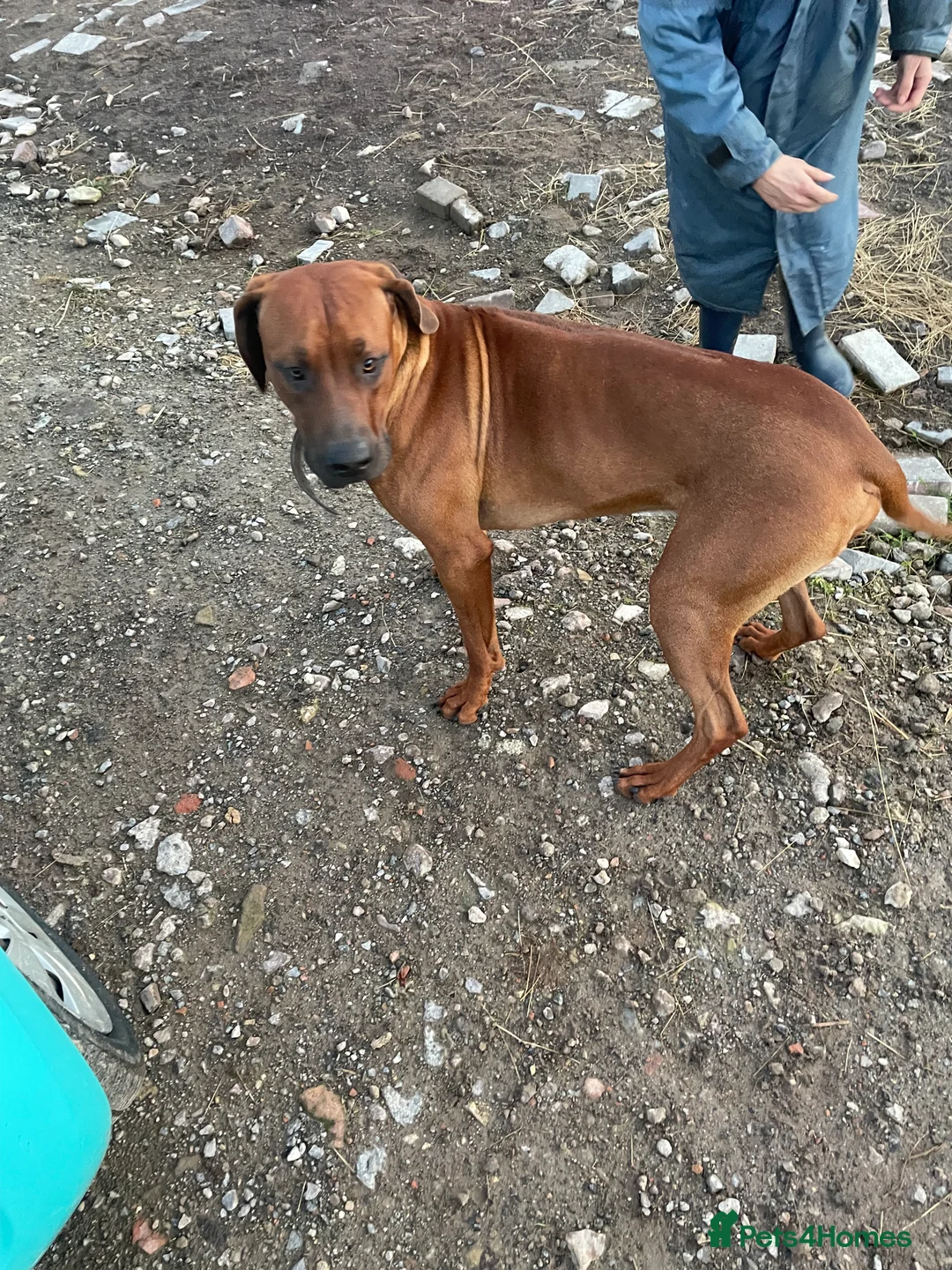 Rhodesian Ridgeback dogs for sale: Beautiful Rhodesian Ridgeback pups - Advert 22