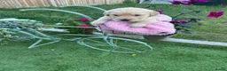 Golden Retriever dogs for sale: Golden Retriever puppy for adoption  - Advert 19