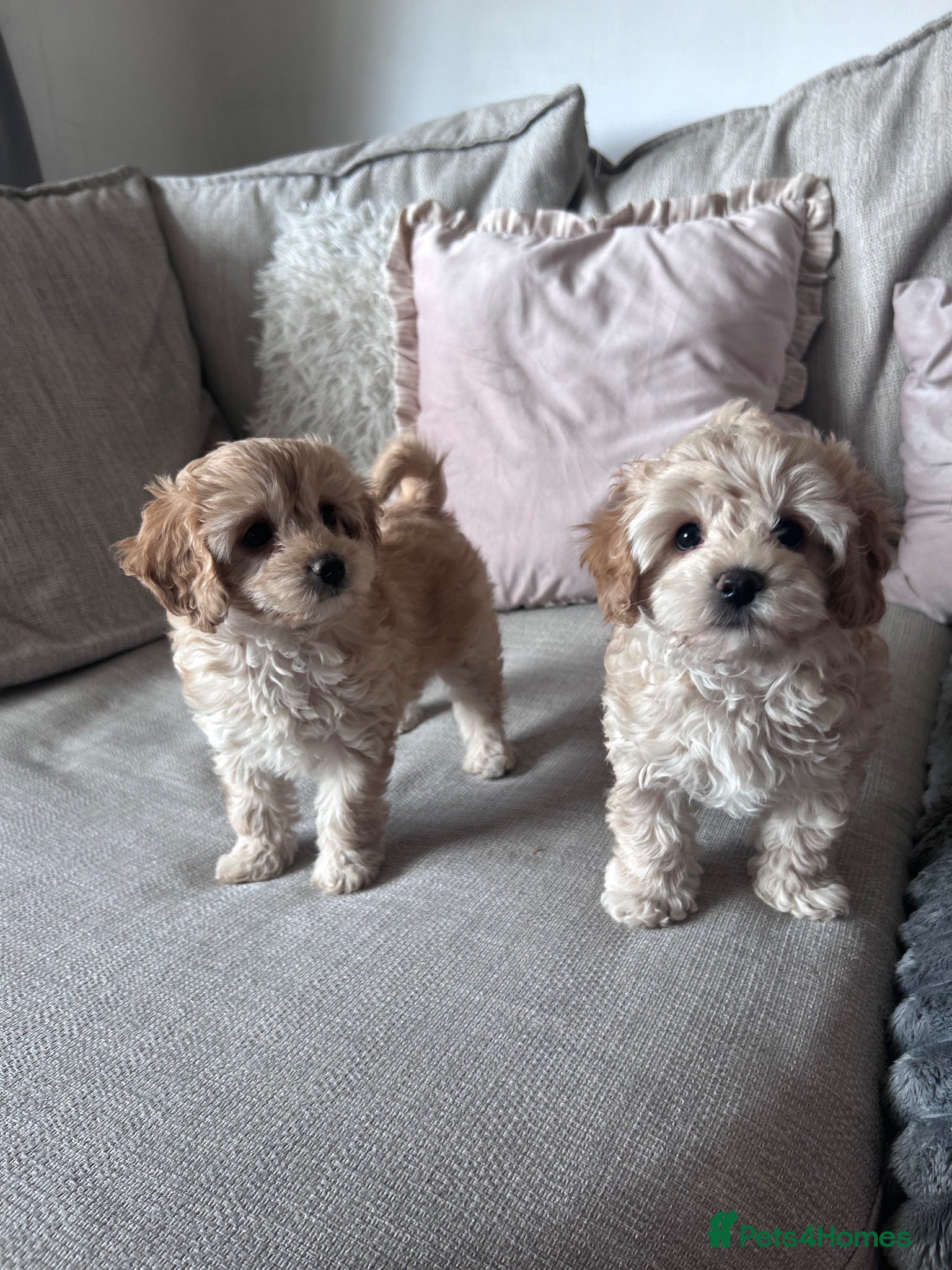 Cavapoochon dogs Cavapoochon pups Health tested parents - Advert 10