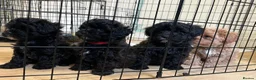 Maltipoo dogs for sale: Maltipoos 2 dark coloured boys availablele in Sheffield - Advert 5