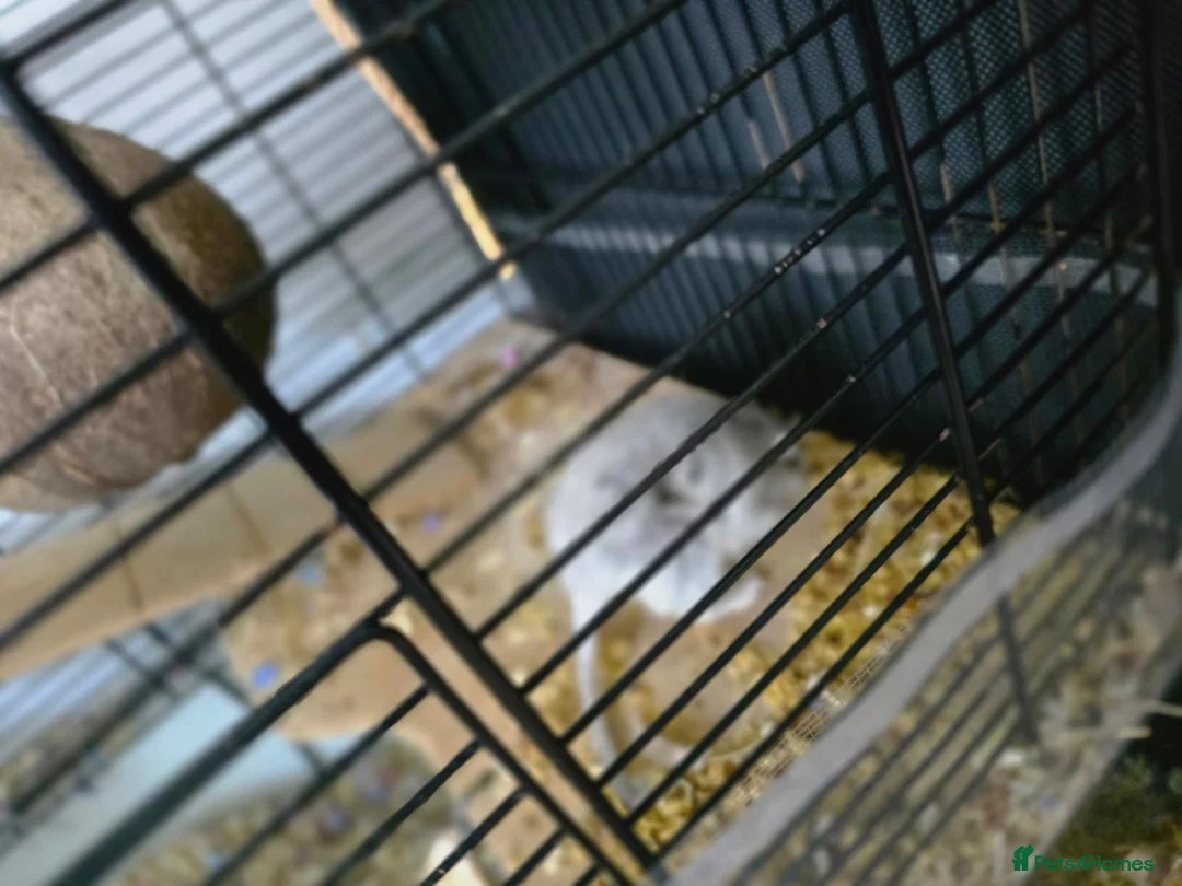 Gerbil rodents for sale: Gerbil male  in Redditch - Advert 2