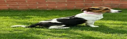 Jack Russell dogs for sale: Miniature Jack Russell puppies in Darwen - Advert 18