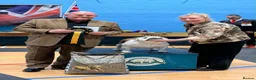 English Bulldog dogs for sale: Double CRUFTS winners bred bulldog puppies  - Advert 7