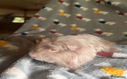 Guinea Pig rodents for sale: Lovely Teddy and Coronet baby Guinea pigs - Image 13
