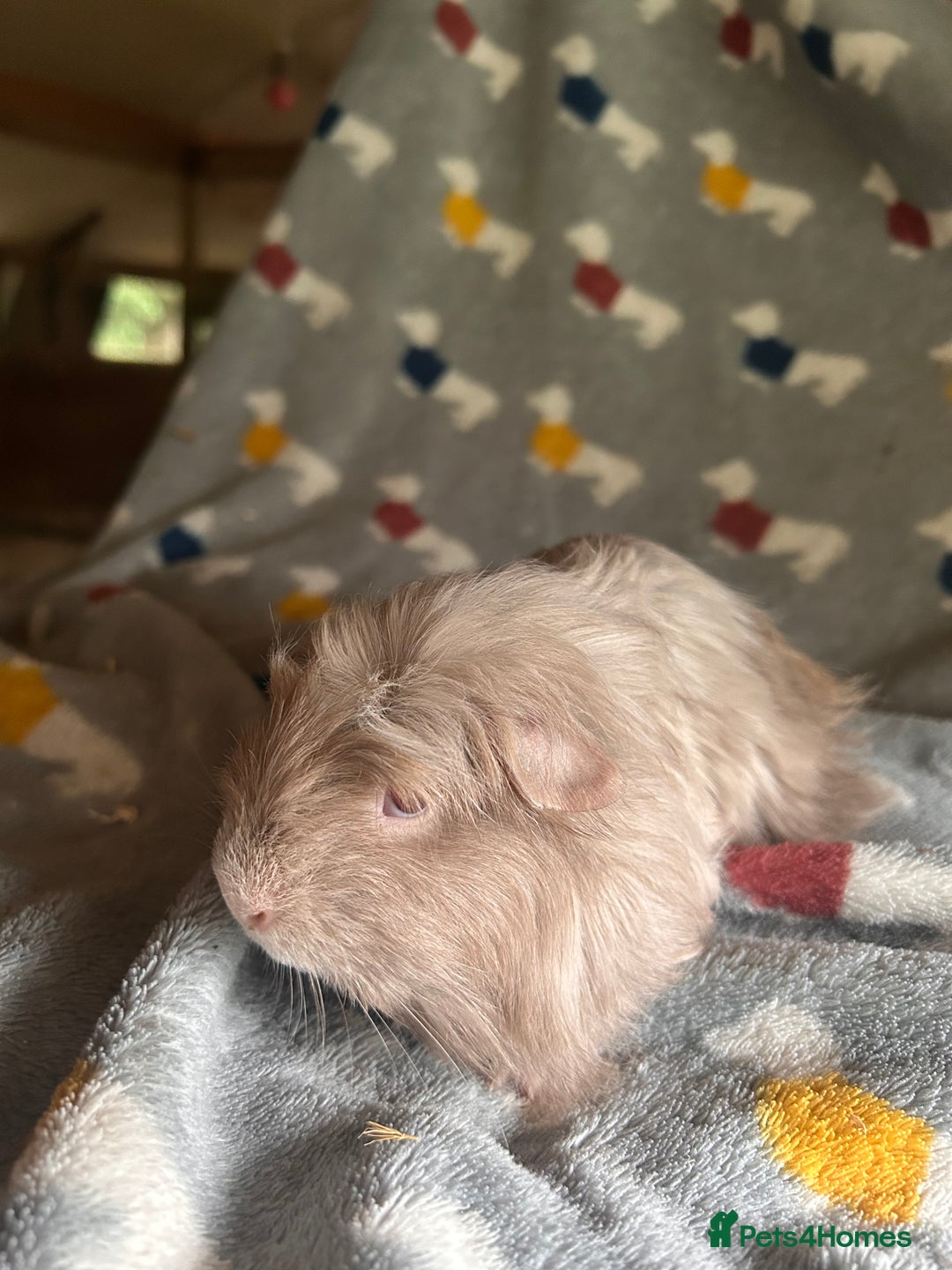 Guinea Pig rodents for sale: Lovely Teddy and Coronet baby Guinea pigs - Image 13