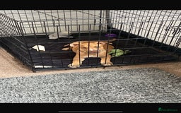 Mixed Breed dogs for sale: 4 month old belgian malinous x staff - Image 4