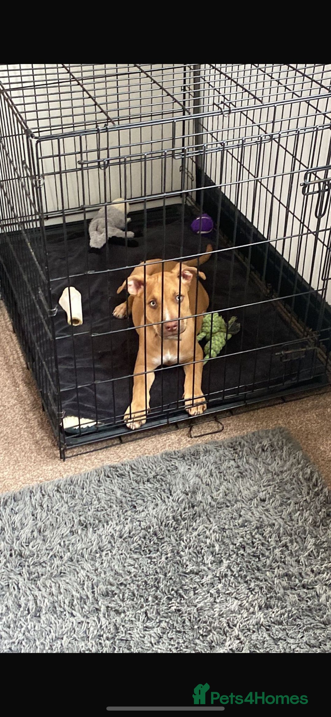 Mixed Breed dogs for sale: 4 month old belgian malinous x staff - Image 4