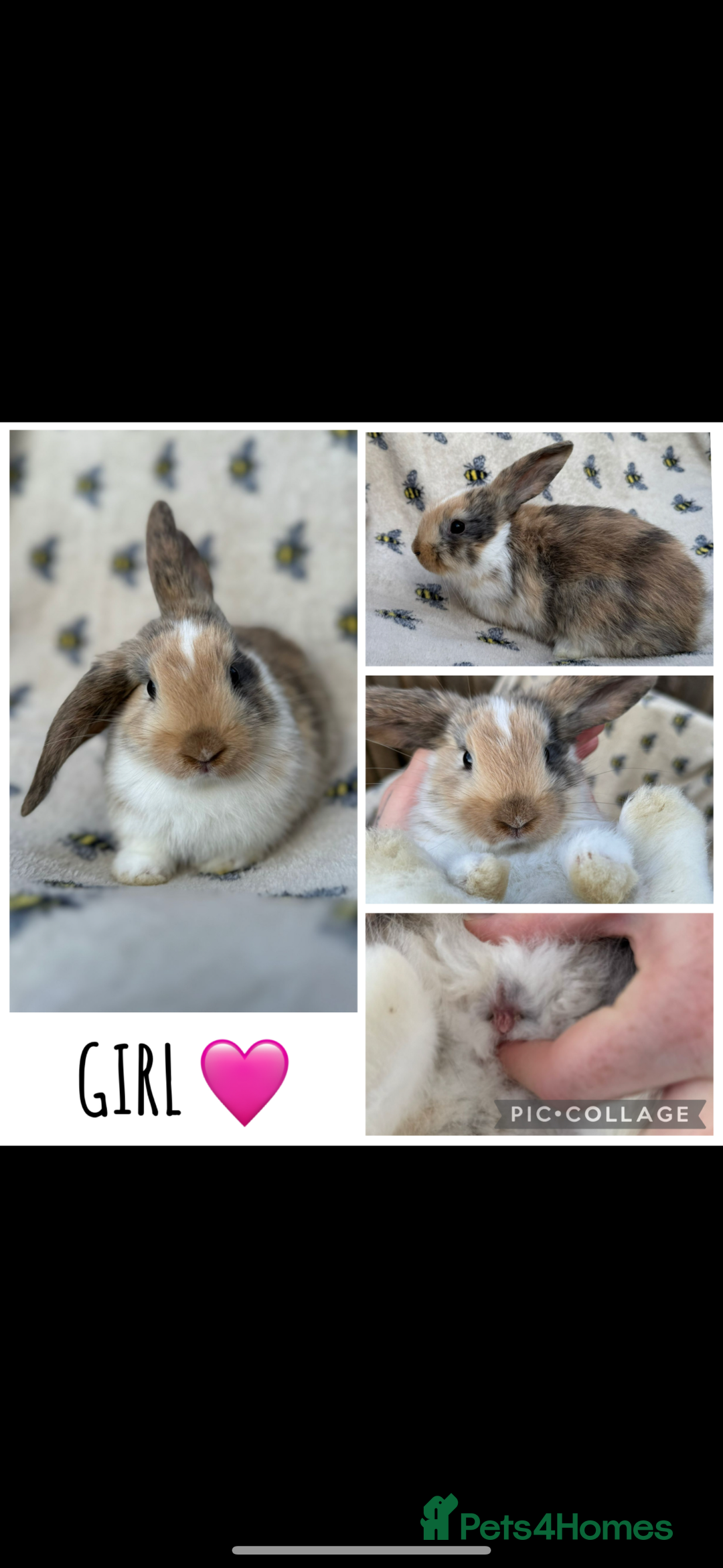 Mini Lop rabbits for sale: 6 MIXED SEX HOLLAND LOPS  - Image 1