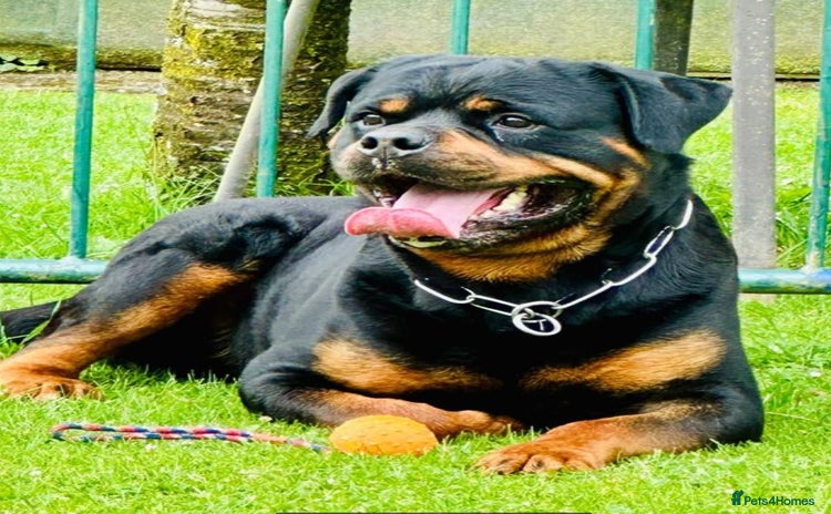 Rottweiler dogs - Advert 1